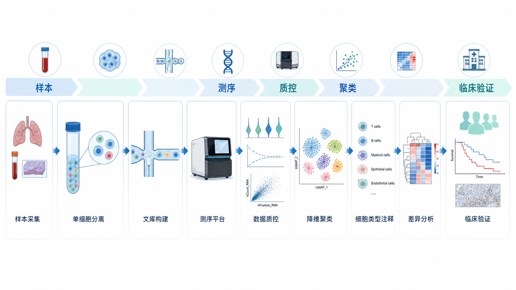 单细胞测序分析流程示意图，展示从样本、测序、质控、聚类到临床验证的完整链路