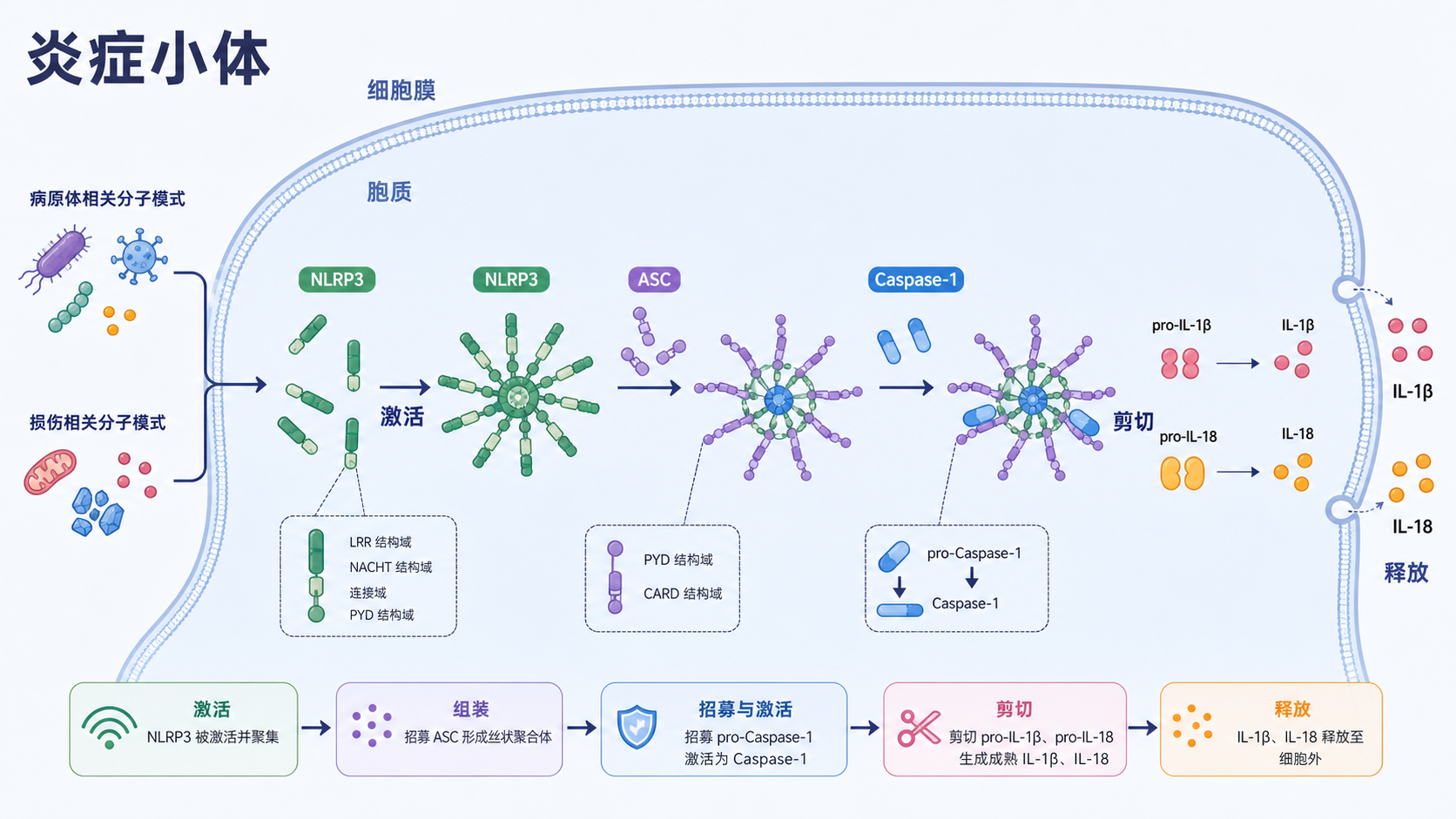 炎症小体信号通路示意图,突出NLRP3、ASC、Caspase-1及IL-1β/IL-18的激活关系,背景为免疫细胞和炎症环境。