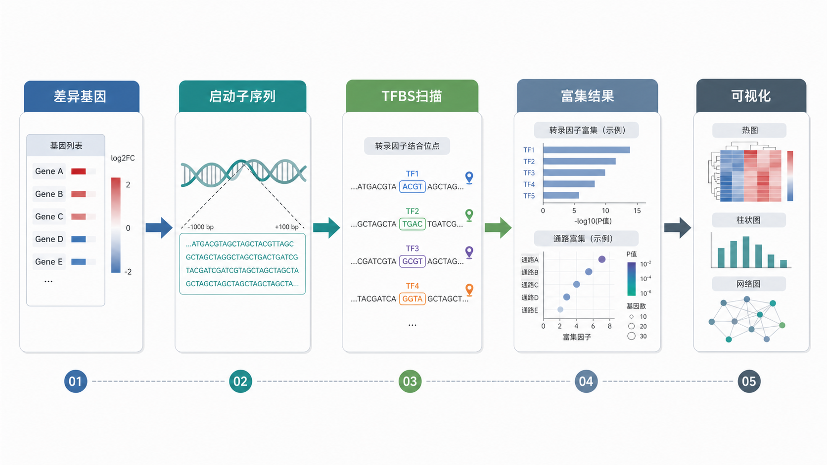 一张流程图,展示从差异基因、启动子序列、TFBS扫描到富集结果和可视化的完整分析链条,风格简洁专业。