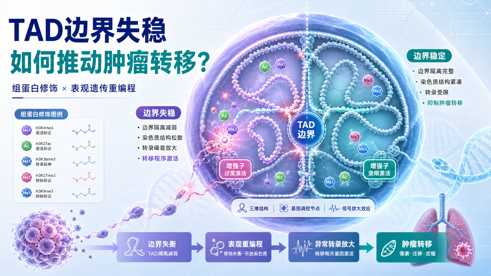TAD边界与组蛋白修饰交互：肿瘤转移调控前沿