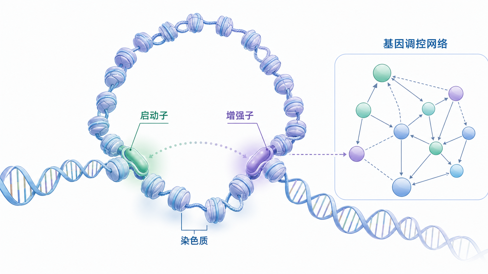 染色质环状互作示意图，显示启动子与增强子之间的三维接触，以及疾病相关基因调控网络