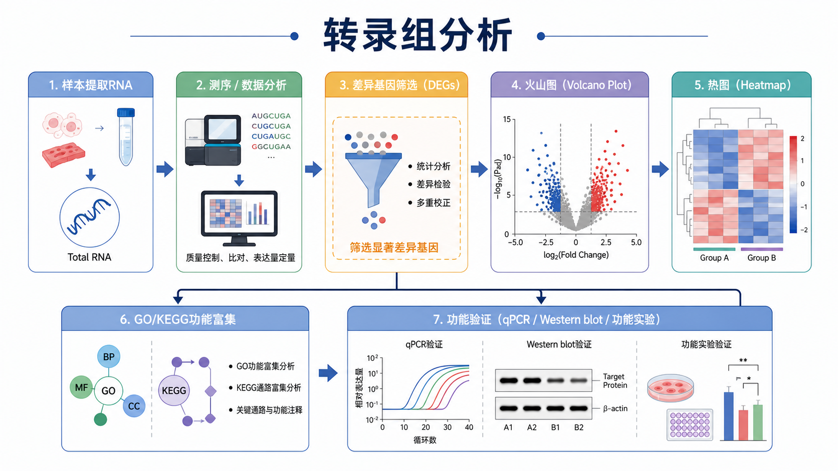 转录组分析流程图，突出差异基因筛选、火山图、热图和后续功能验证的串联关系，风格简洁专业。