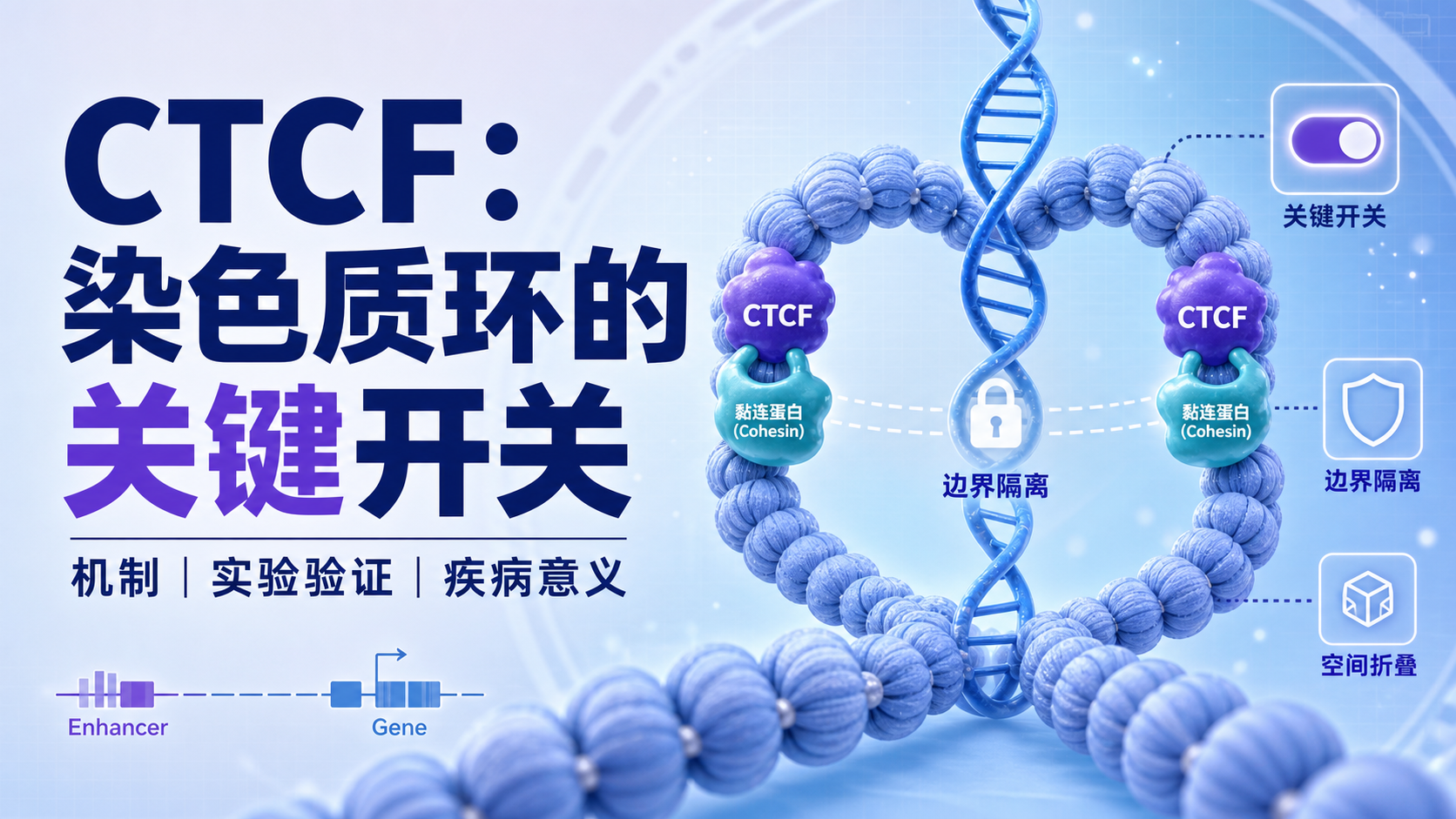 CTCF与染色质环：基因表达调控的关键开关