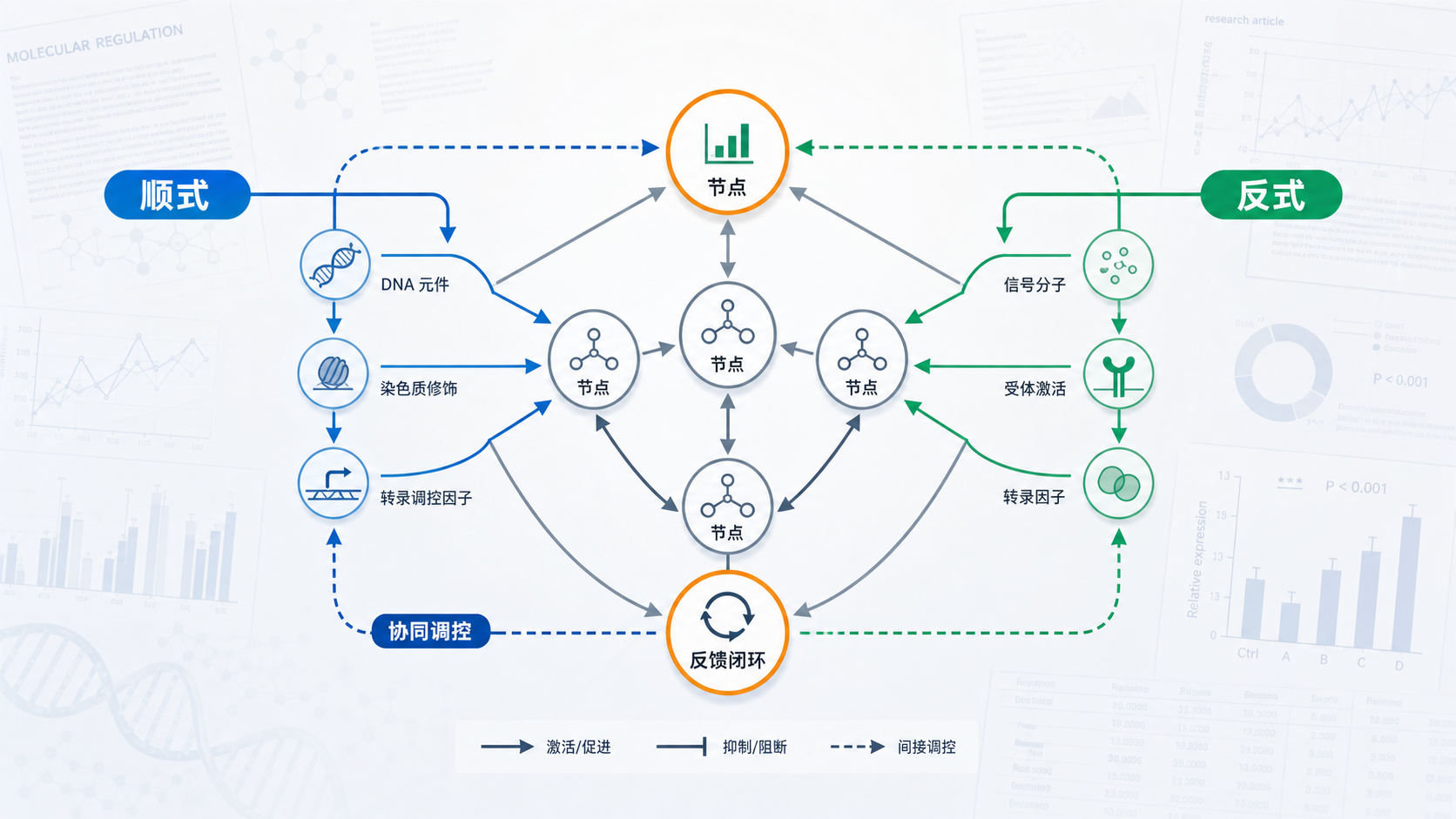 分子调控网络示意图,突出顺式与反式两条路径通过节点形成协同闭环,背景为科研论文与实验数据图表。