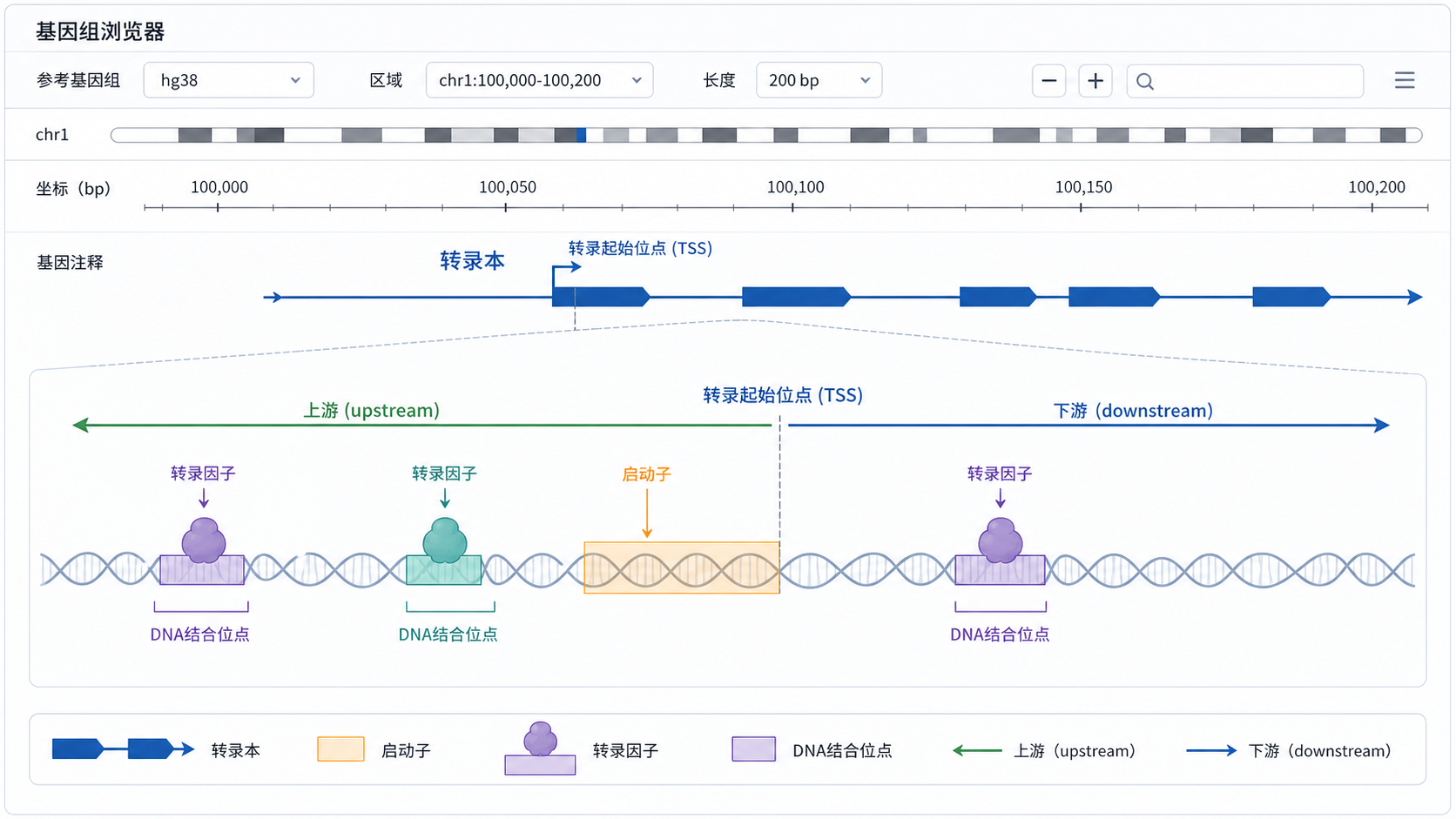 一张示意图,展示转录本、启动子、转录因子和DNA结合位点之间的上下游关系,背景为基因组浏览器界面风格