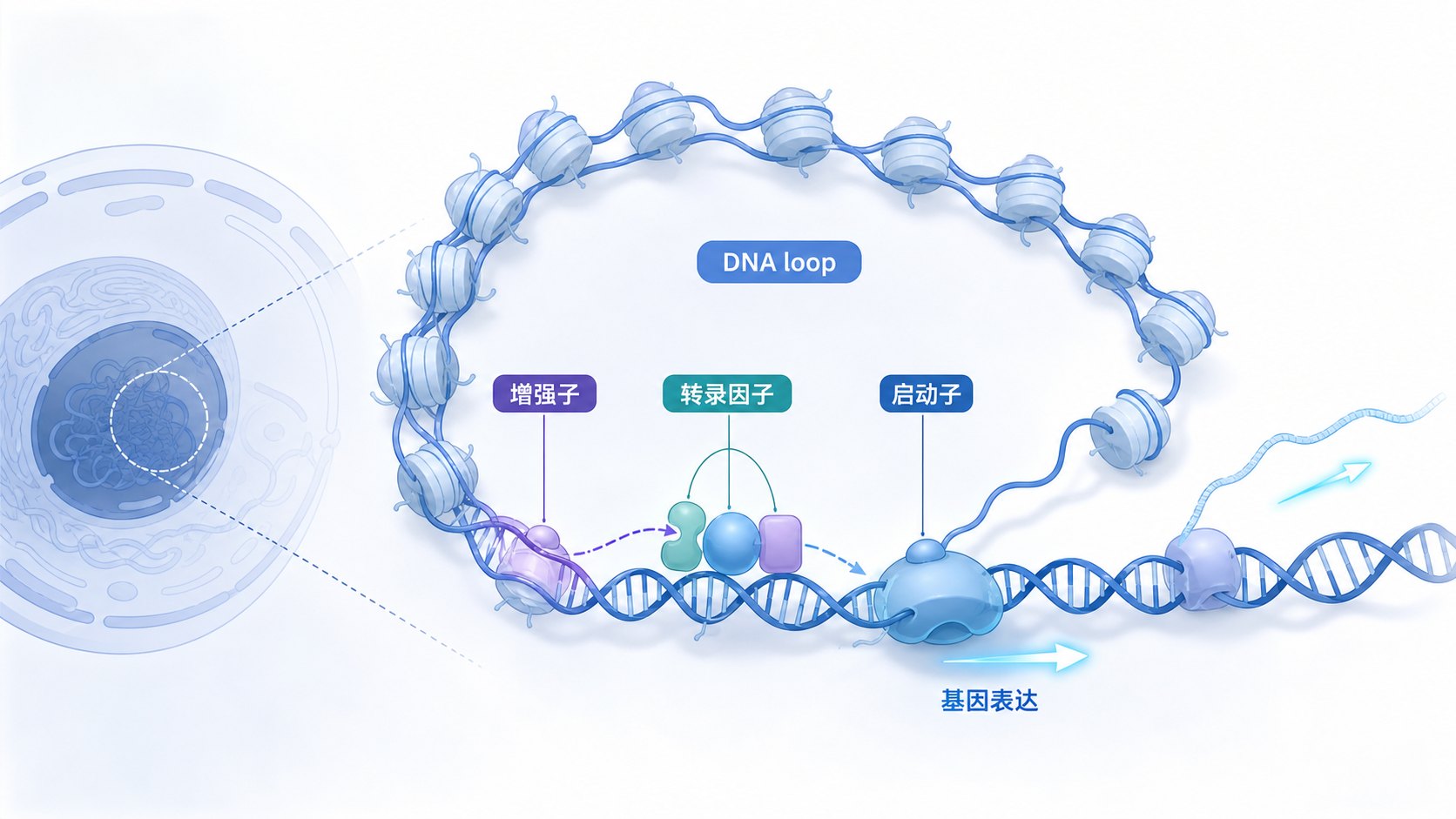 染色质空间折叠示意图,展示增强子、启动子、转录因子与基因表达之间的远距离互作关系