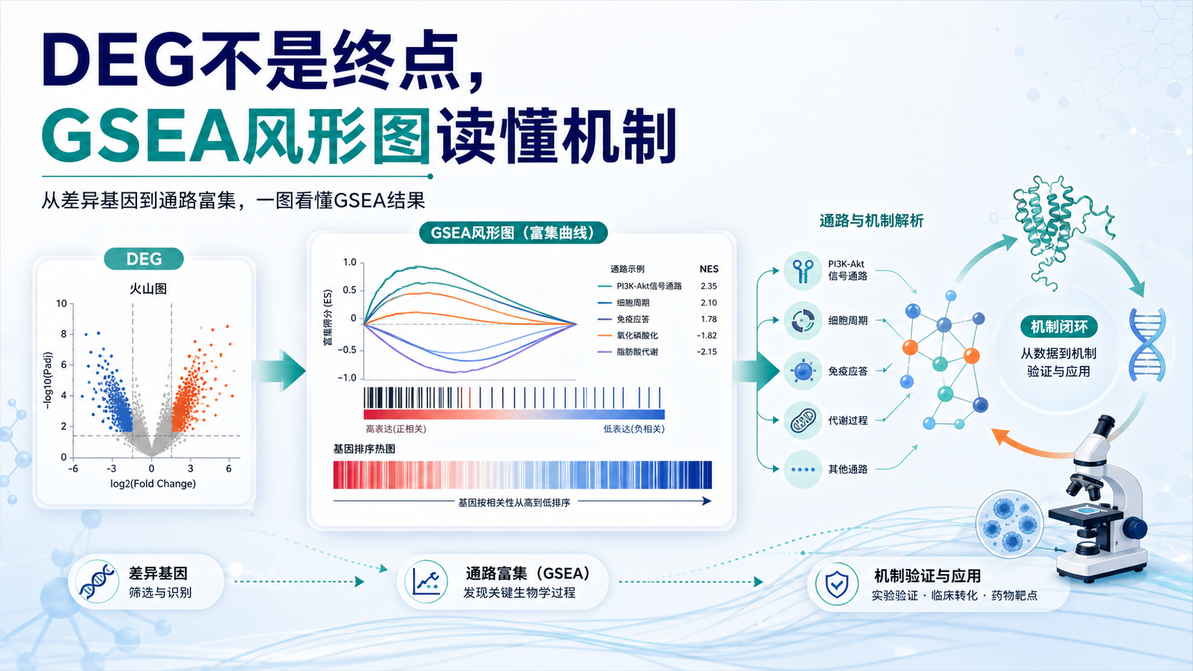 DEG研究必备:GSEA风形图可视化与解读
