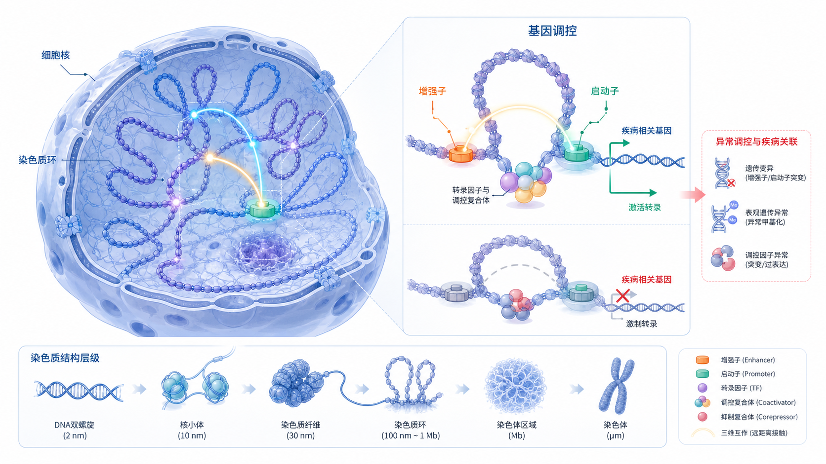 细胞核三维结构示意图，突出染色质环、启动子-增强子互作和疾病相关基因调控