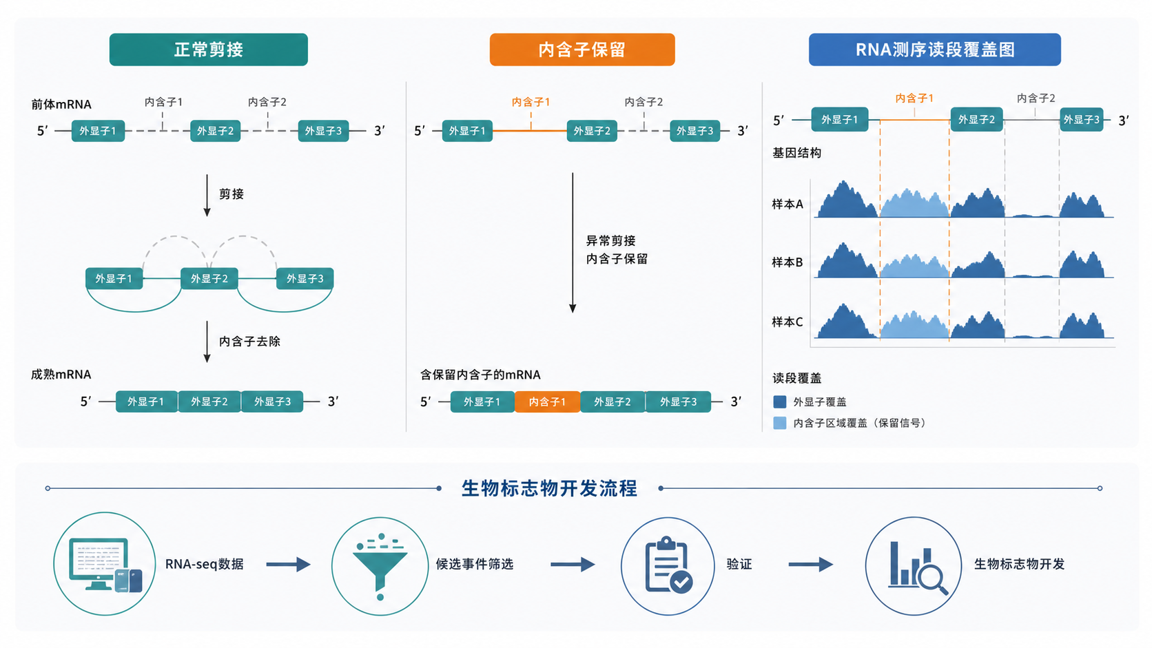 一张展示正常剪接与内含子保留对比的示意图,旁边配有RNA测序读段覆盖图和生物标志物开发流程图