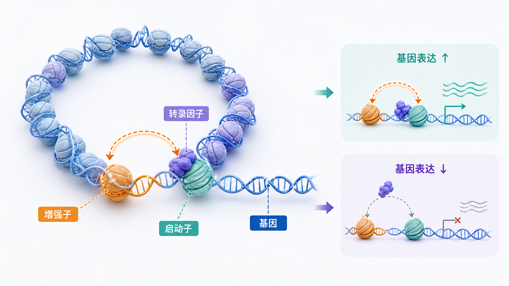 三维染色质环状折叠示意图，标出增强子、启动子、转录因子和基因表达变化的关联。