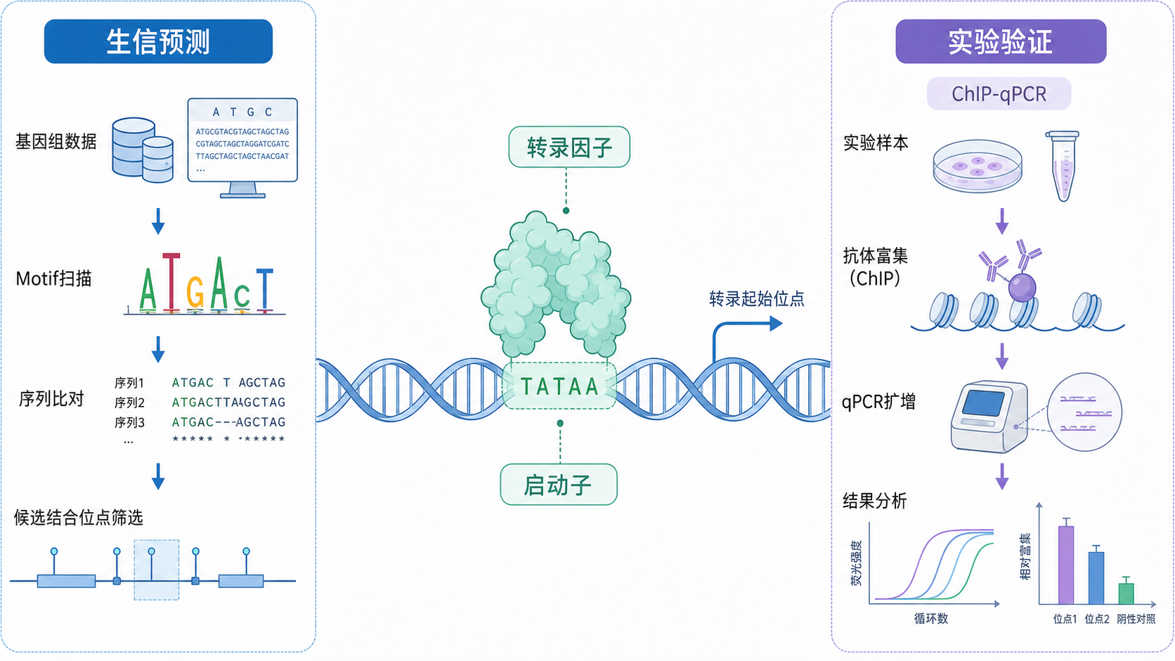 转录因子结合DNA启动子区域的示意图，左侧为生信预测流程，右侧为实验验证流程，如ChIP-qPCR和双荧光素酶报告基因实验。