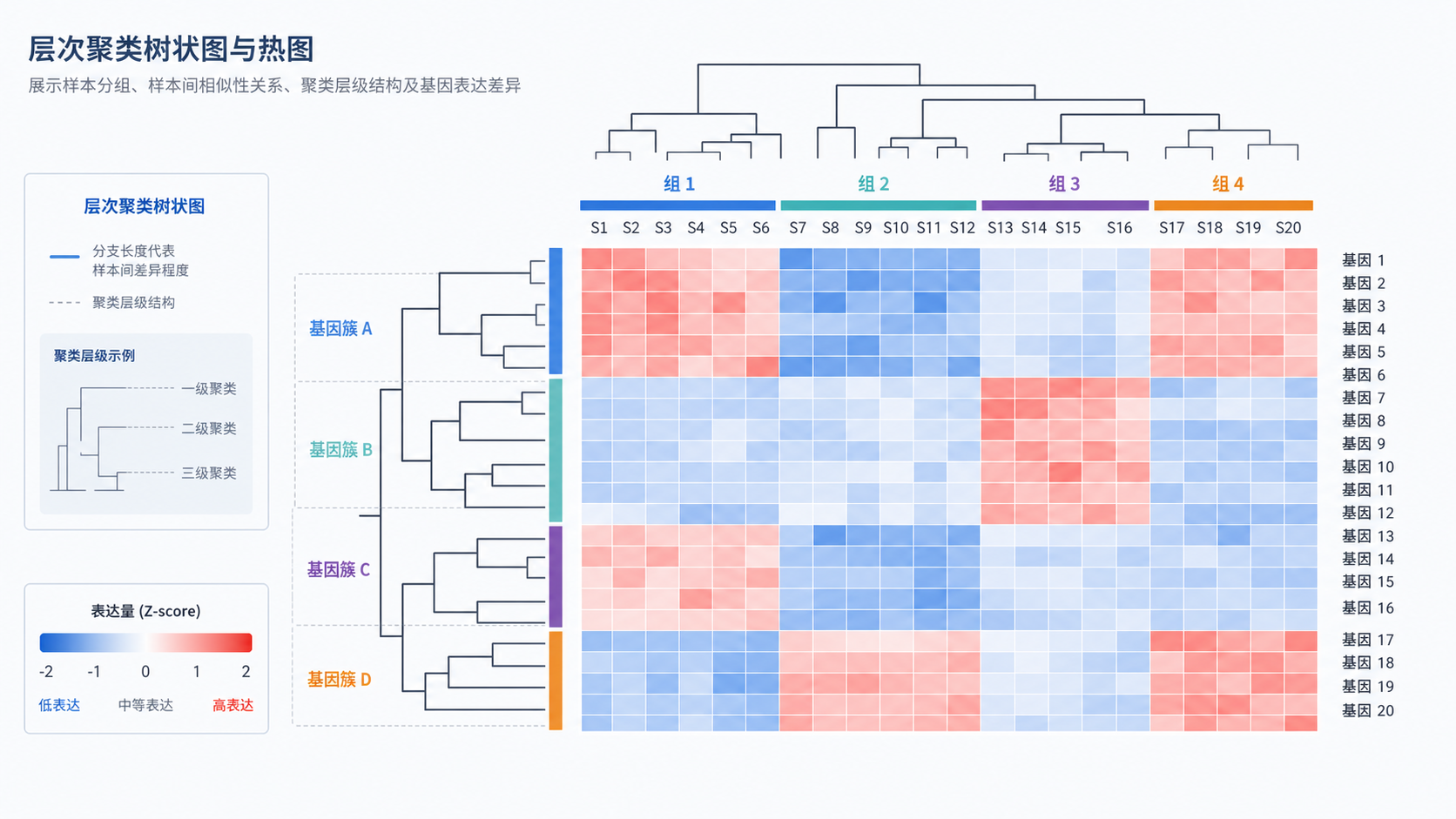 生物信息学分析场景下的层次聚类树状图和热图组合示意,突出样本分组与相似性关系
