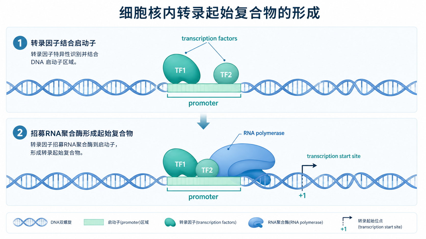 细胞核内DNA与转录起始复合物结合的示意图，突出启动子区域、RNA聚合酶和转录因子