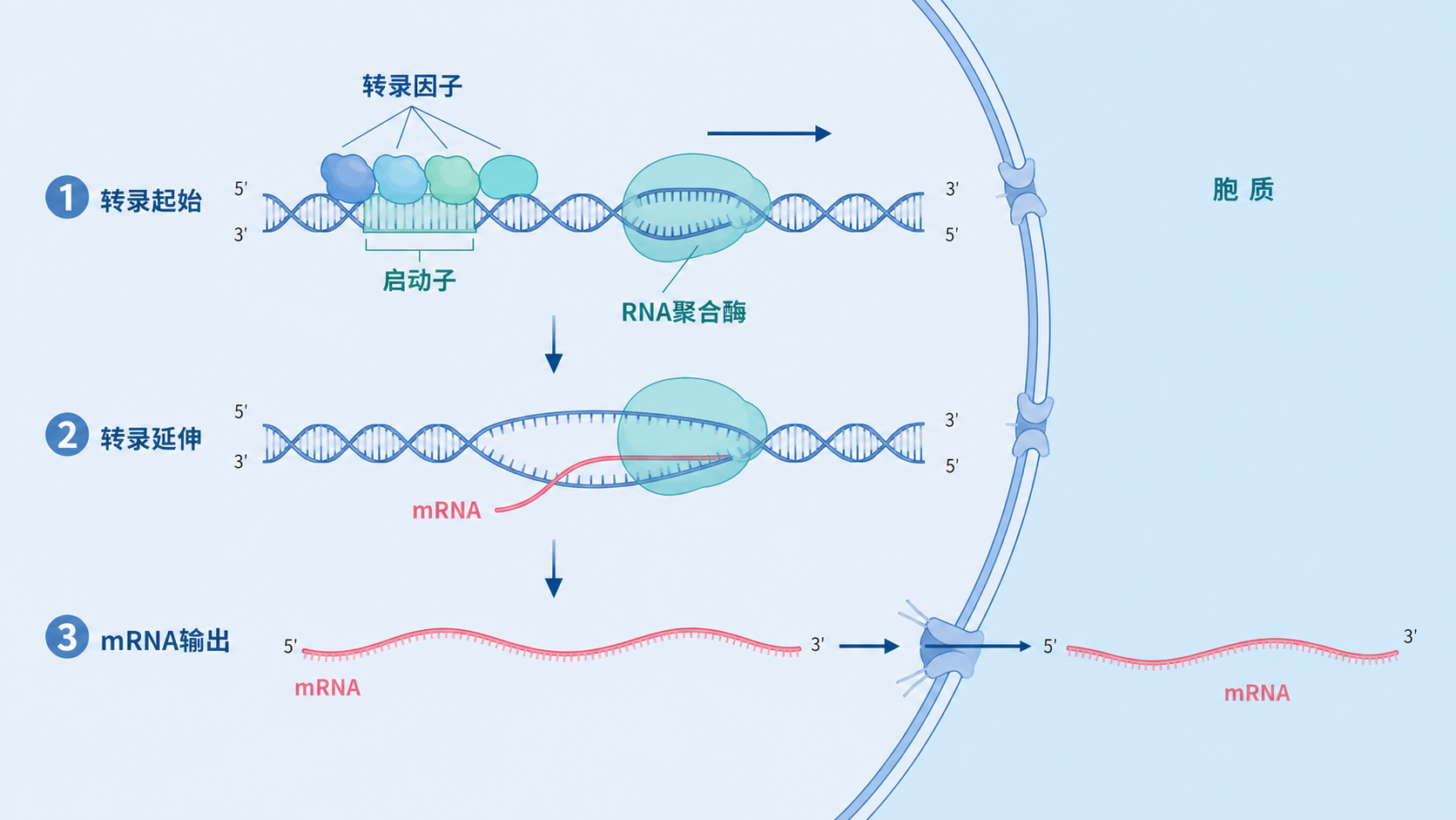 细胞核内DNA转录为mRNA的示意图,标出启动子、转录因子、RNA聚合酶和成熟mRNA输出到胞质的过程。