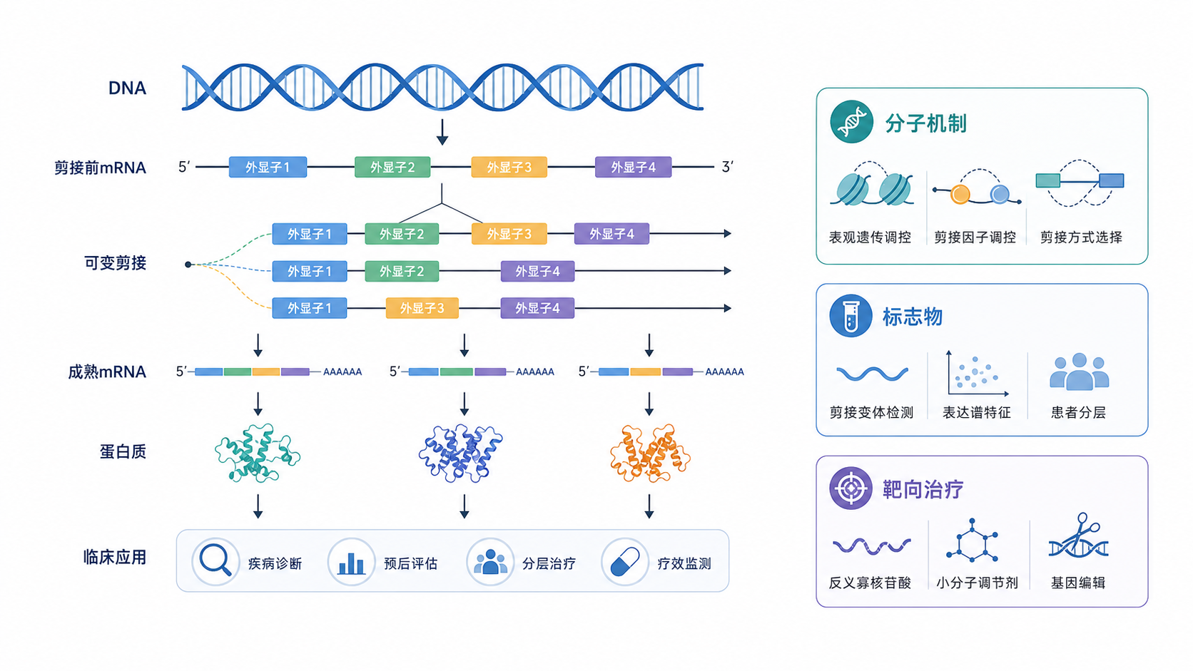 剪接变体从DNA到RNA再到蛋白和临床应用的流程图,旁边标注分子机制、标志物、靶向治疗三个模块
