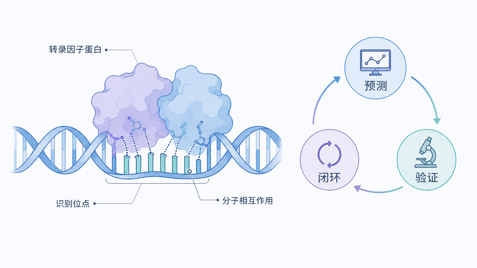 转录因子与DNA双螺旋结合的示意图,旁边标注“预测-验证-闭环”流程