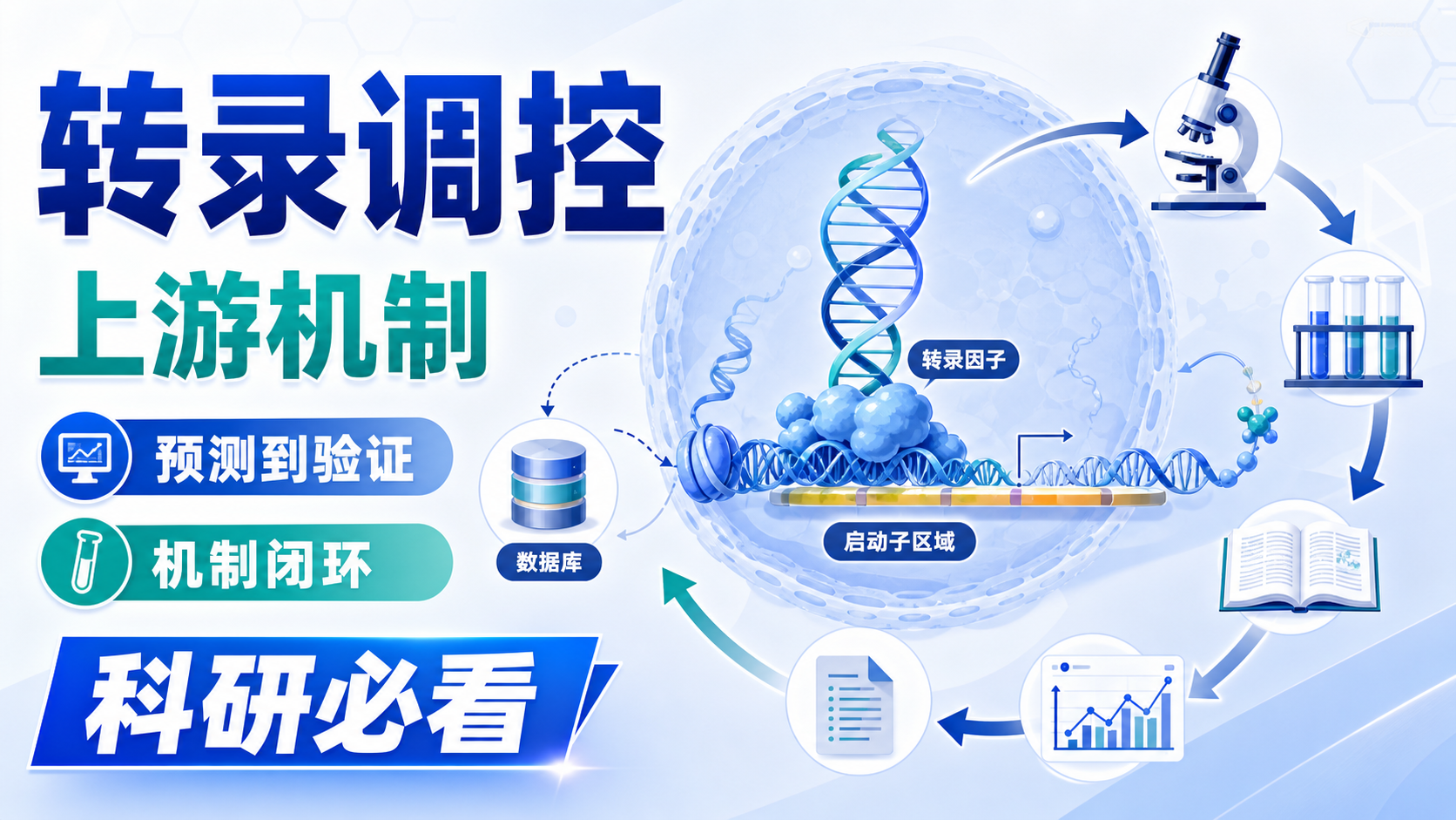 转录调控机制解析:从上游因子预测到实验验证
