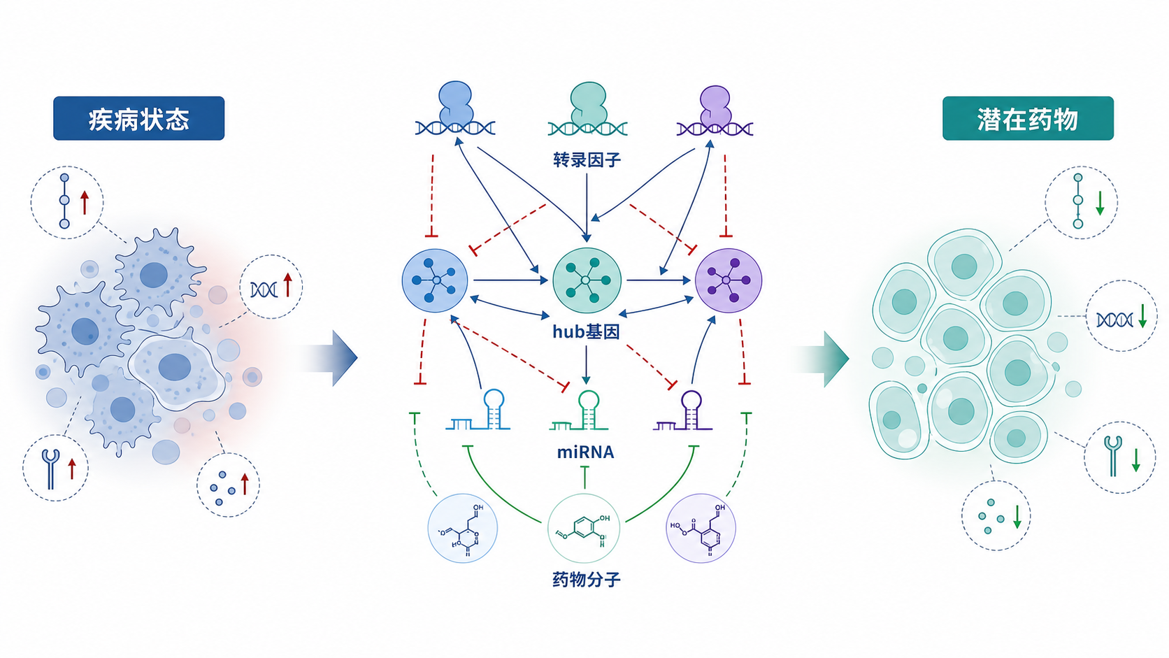 转录因子、hub基因、miRNA和药物分子共同构成的调控网络示意图，左侧是疾病状态，右侧是潜在药物靶点