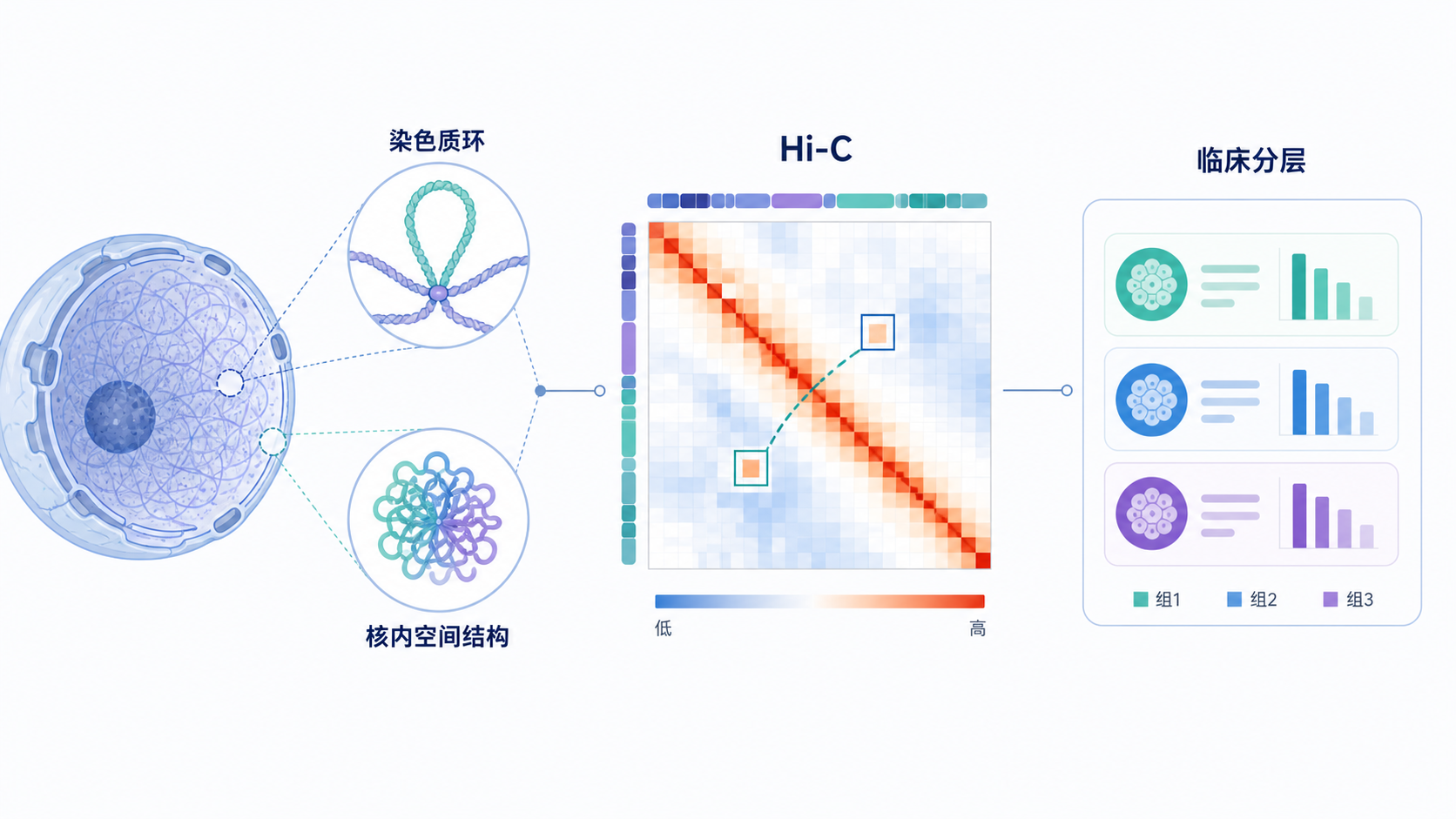 三维染色质环、核内空间结构、Hi-C热图与临床分层样本的组合示意图