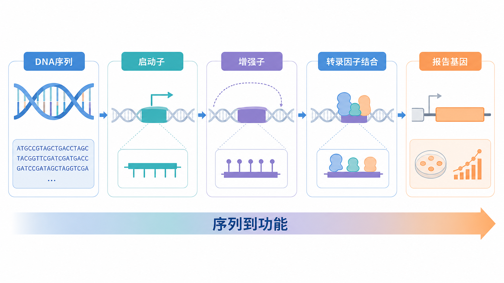 一张从DNA序列到启动子、增强子、转录因子结合、报告基因验证的流程示意图，突出“序列到功能”链条。