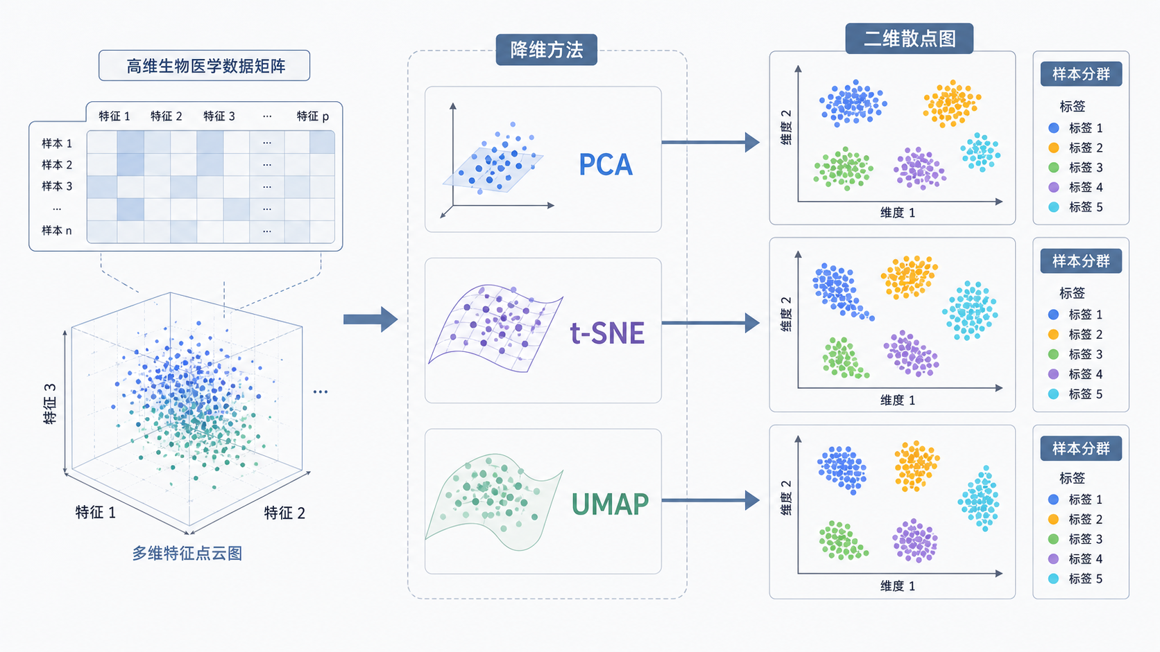 一张高维生物医学数据经过PCA、t-SNE、UMAP后转化为二维散点图的示意图，突出样本分群与标签差异。