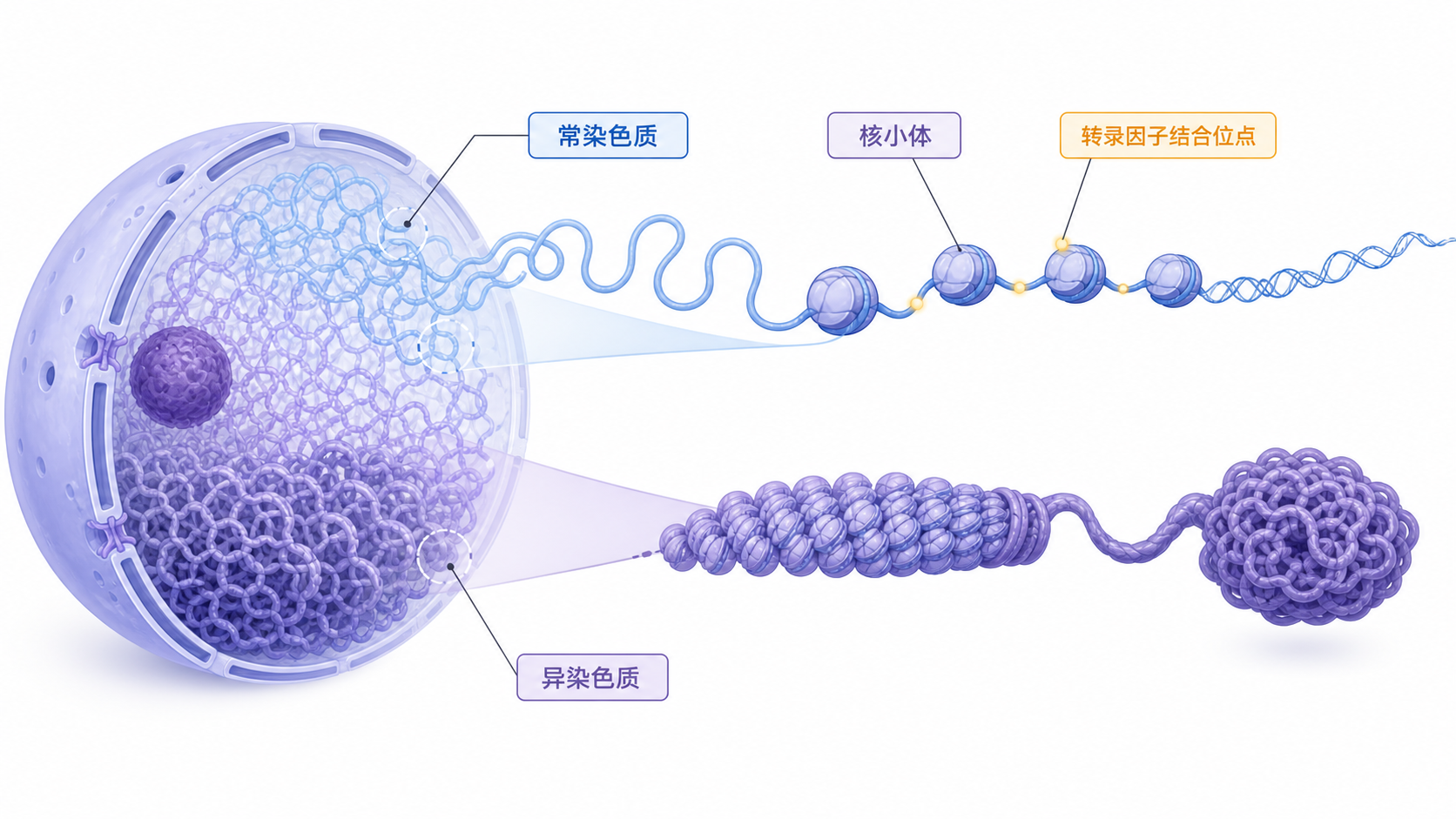 细胞核内染色质由松散到紧密的三维结构示意图,标出常染色质、异染色质、核小体和转录因子结合位点。