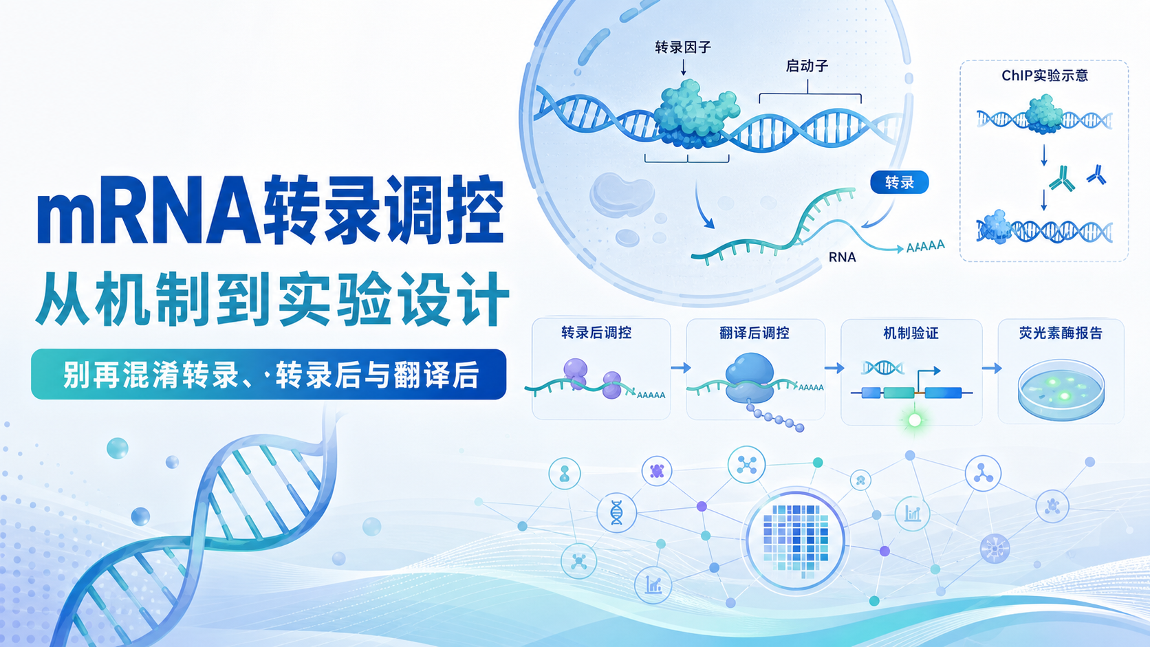 mRNA转录调控机制解析与前沿进展