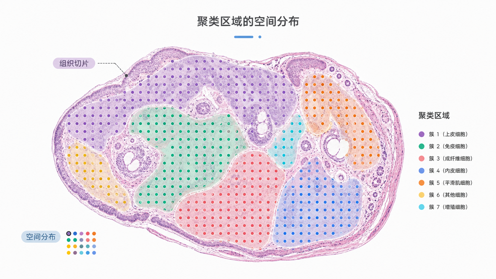 一张组织切片上叠加空间点位和颜色分区的示意图,展示不同聚类区域在组织中的空间分布