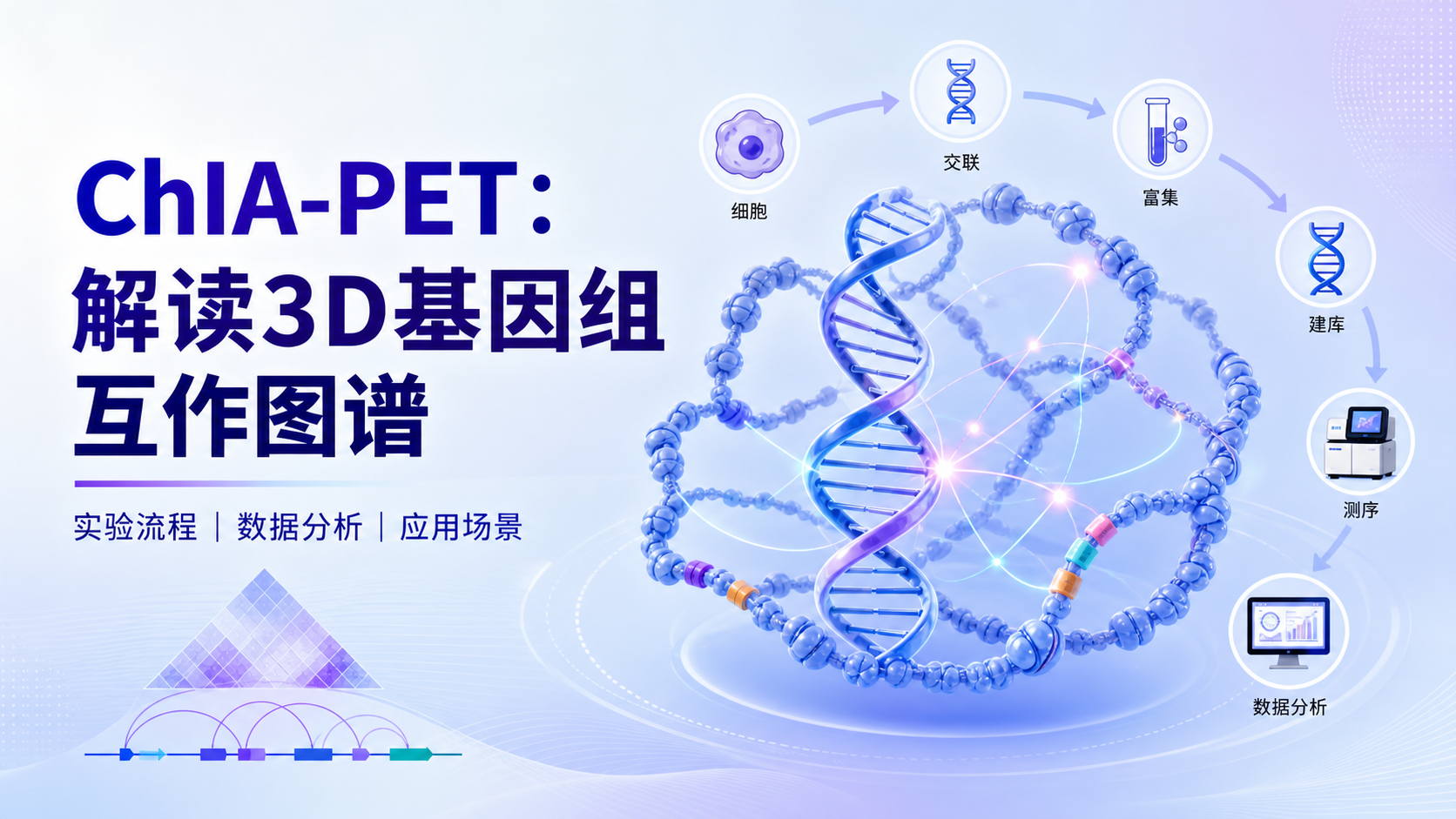 ChIA-PET技术解析：破解3D基因组互作的关键工具