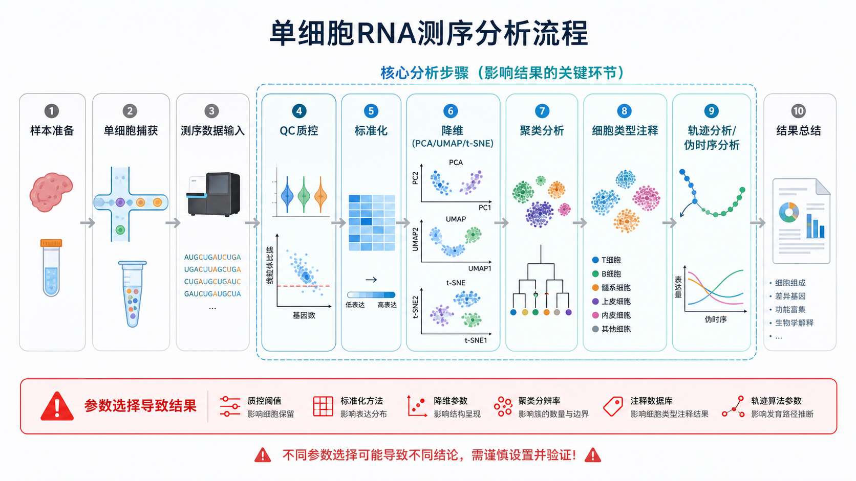 单细胞分析流程图，突出QC、降维、聚类、注释、轨迹分析等步骤，并用红色警示标出“参数选择导致结果偏差”