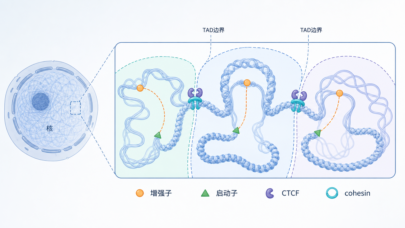 细胞核内染色质三维折叠示意图,突出TAD边界、增强子-启动子环和CTCF/cohesin定位