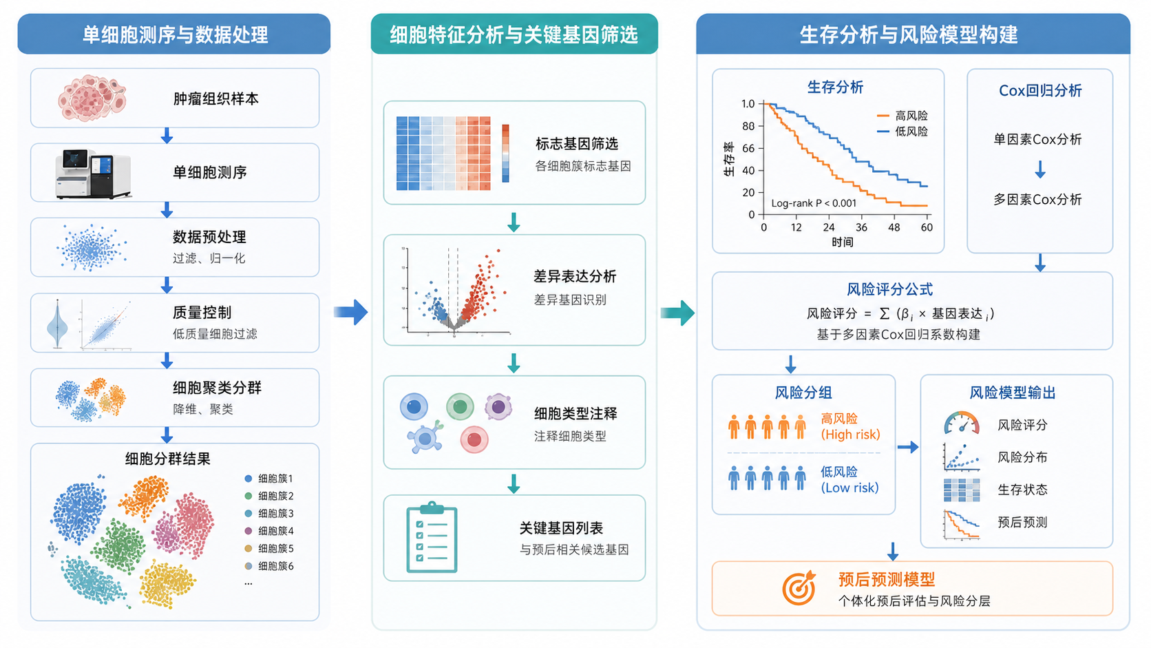 单细胞测序与肿瘤生存分析流程图，展示从细胞分群、标志基因筛选到风险模型构建的完整路径