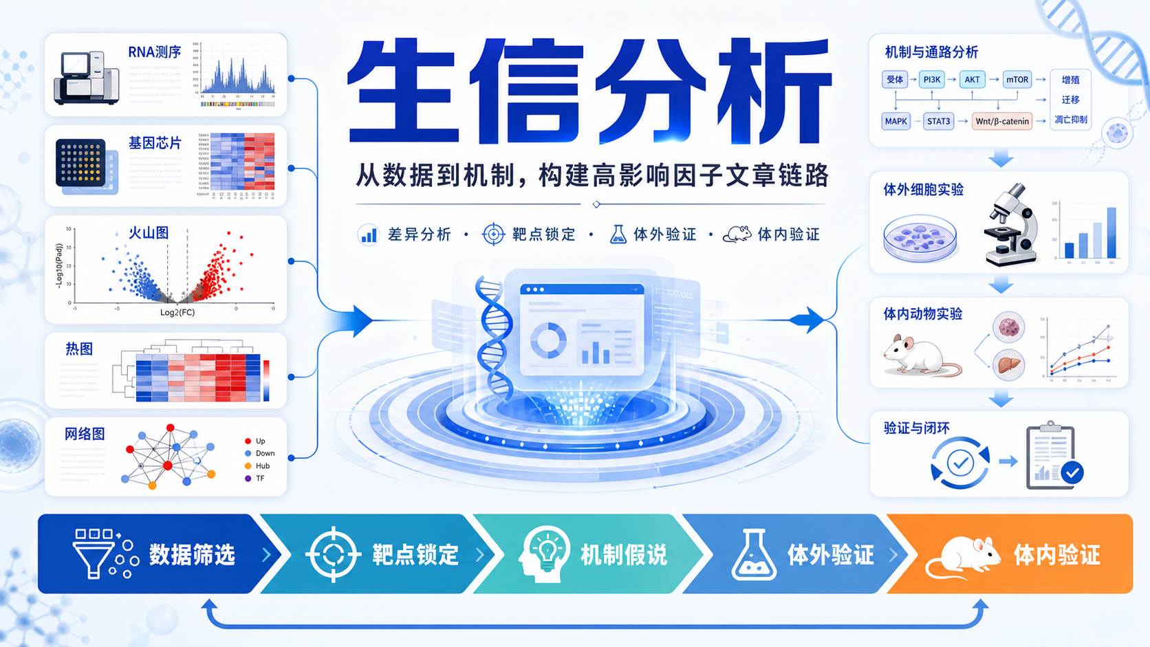 影响因子赋能：从生信分析到体内外验证的完整链路