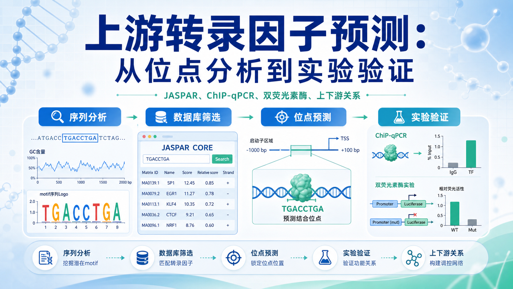 上游转录因子预测：从生物信息学到功能验证的完整路径