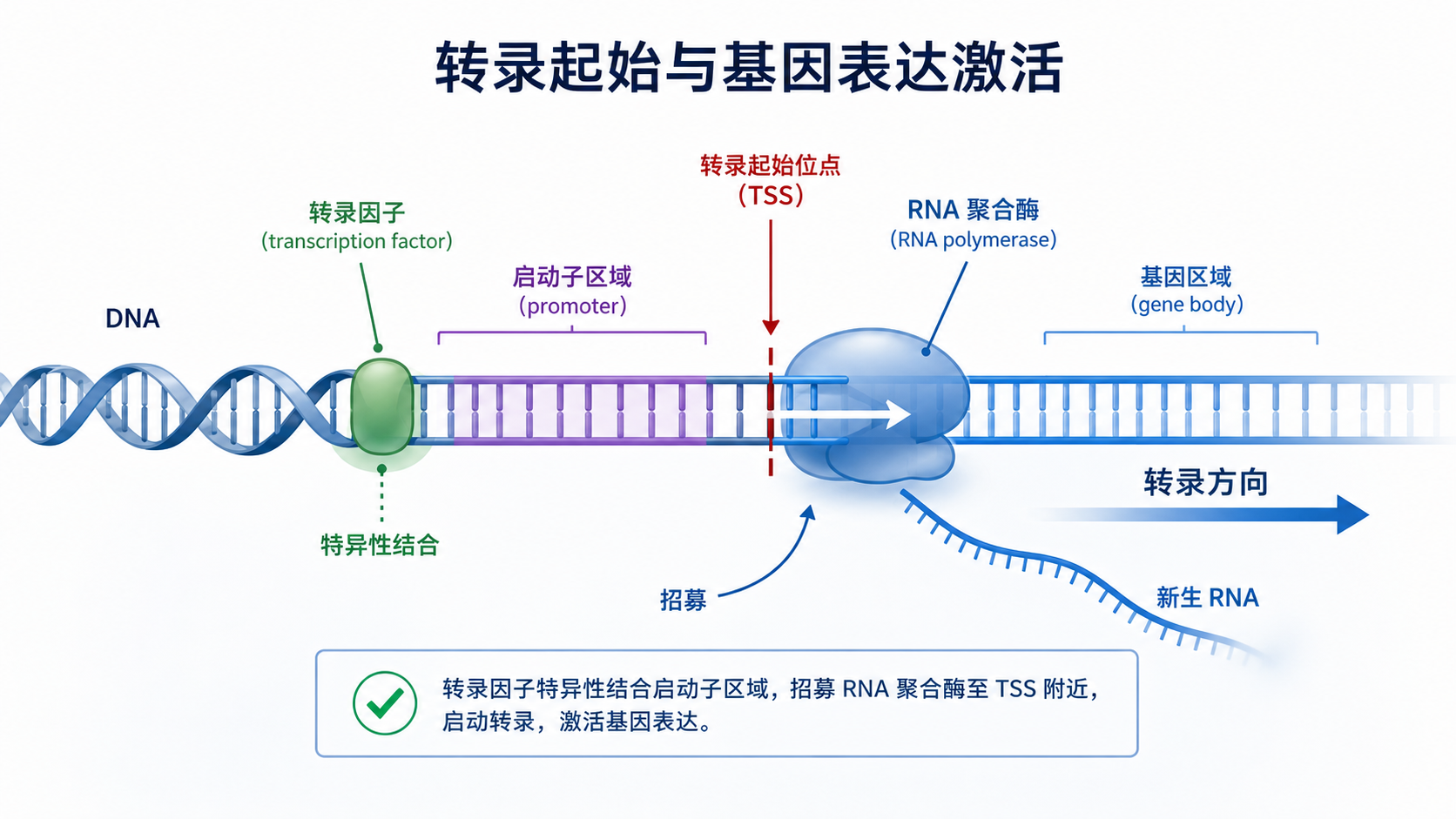 转录起始位点TSS、启动子区域、转录因子结合DNA并调控基因表达的示意图,风格简洁科研化