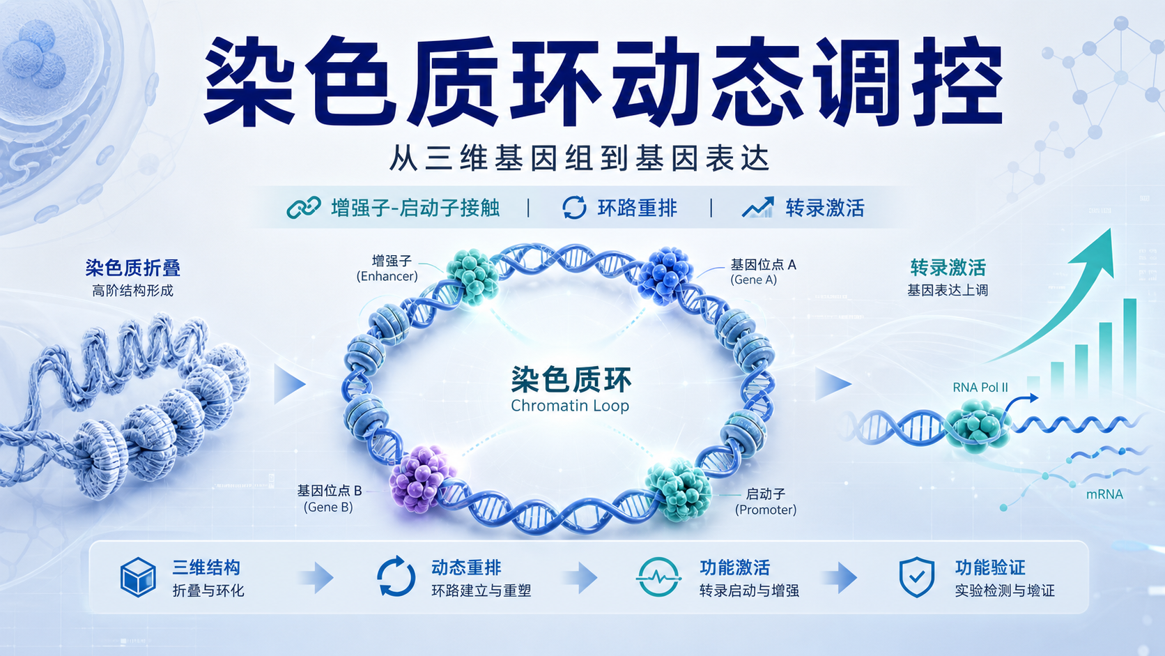 染色质环动态变化对基因表达的影响与应用