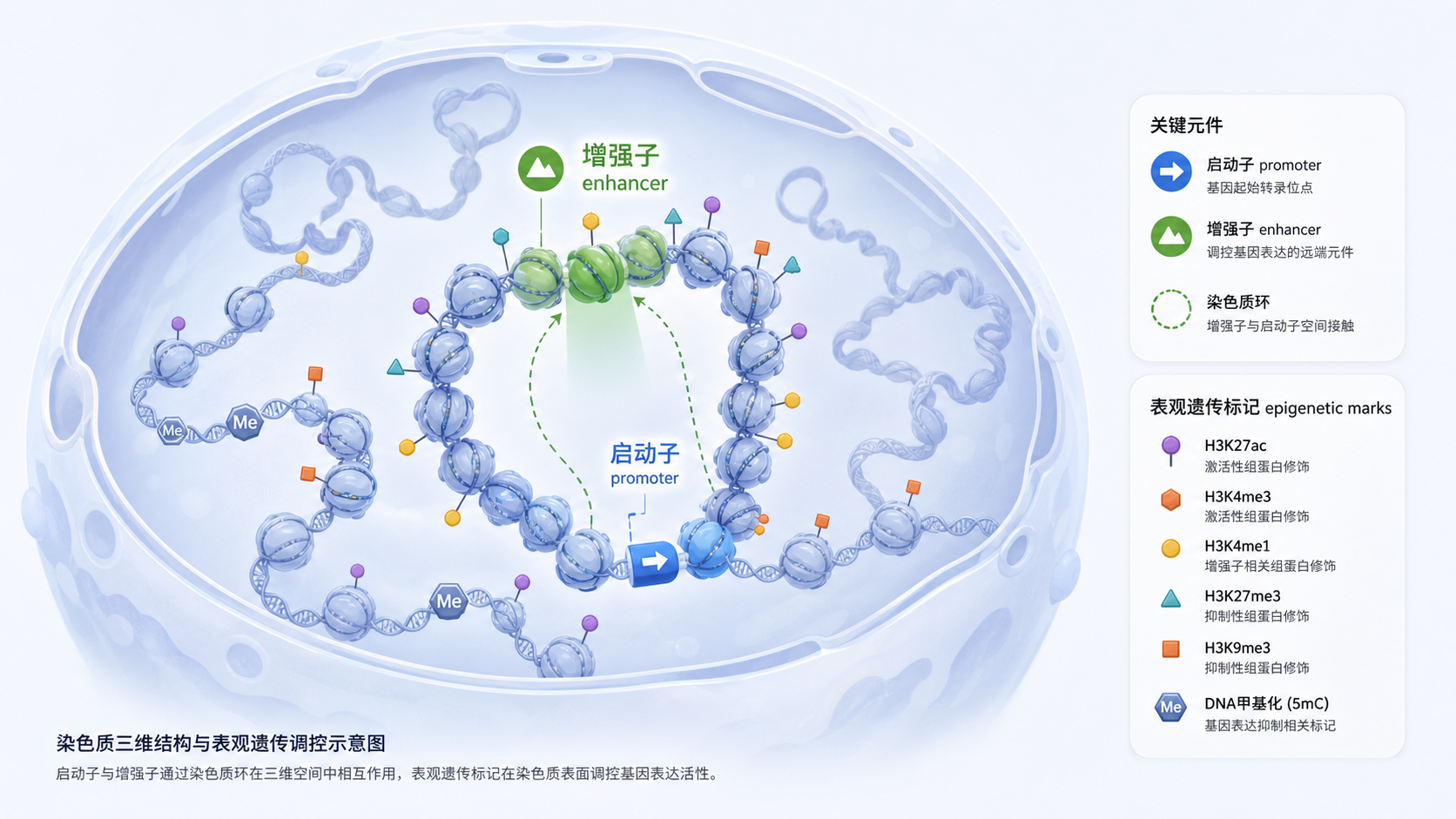 细胞核内染色质三维折叠示意图,展示启动子、增强子与表观遗传标记在空间中的相互作用