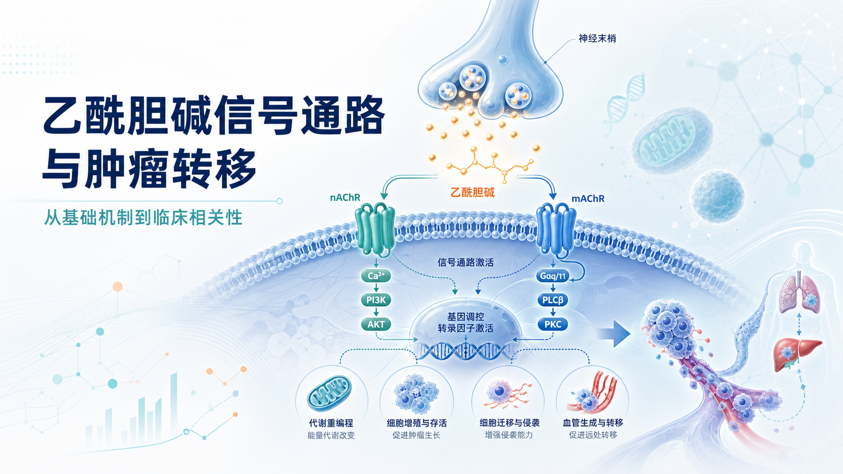 乙酰胆碱信号通路：从神经递质到肿瘤转移的里程碑发现