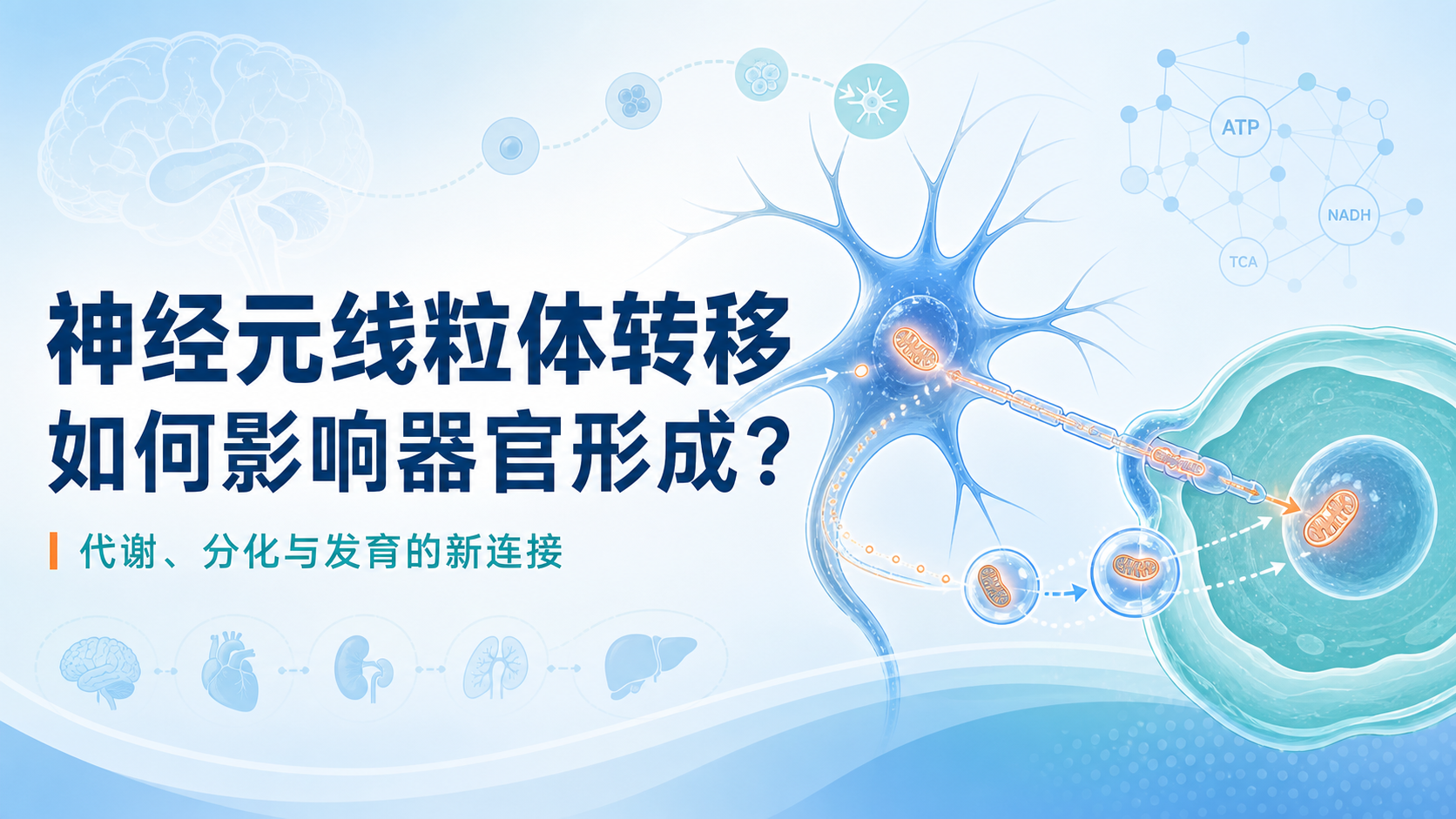 神经元线粒体转移：器官发生通路新视角