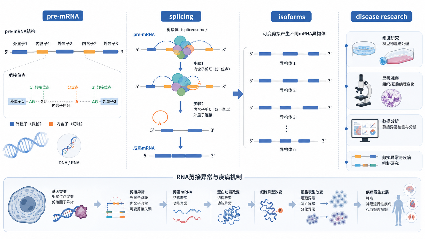 显微镜下RNA剪接过程示意图,左侧为pre-mRNA,右侧为不同剪接异构体与疾病研究场景的组合图