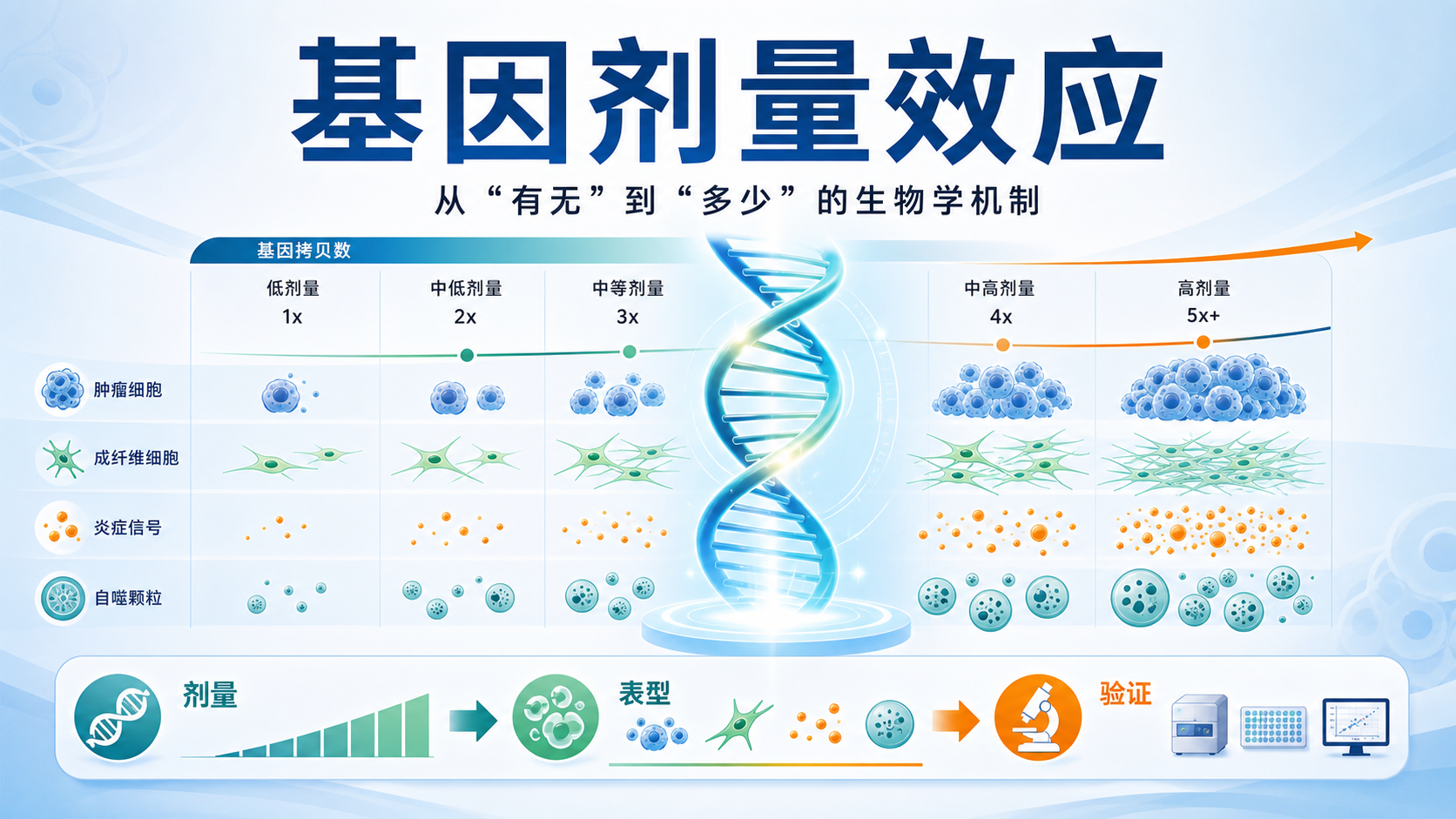 基因剂量效应在生物医学研究中的核心机制