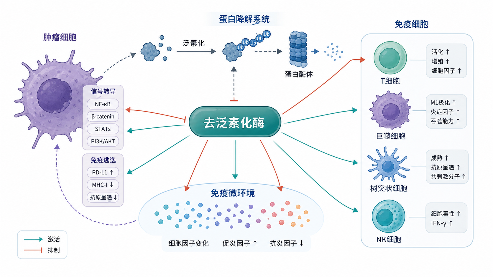 肿瘤细胞、免疫细胞与蛋白降解系统示意图,突出去泛素化酶调控免疫微环境的网络关系