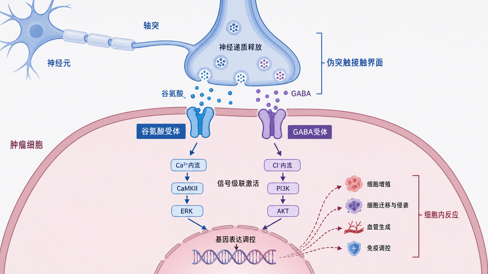 神经元轴突与肿瘤细胞膜接触形成伪突触的示意图,标出谷氨酸受体、GABA受体和下游信号激活方向