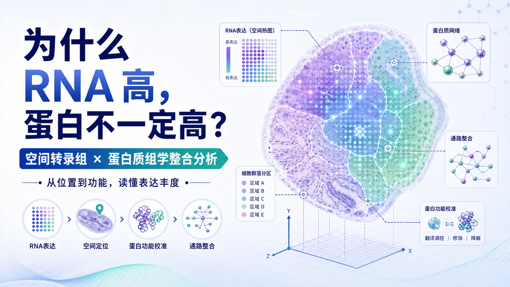 基因表达丰度前沿:空间转录组与蛋白质组学整合策略