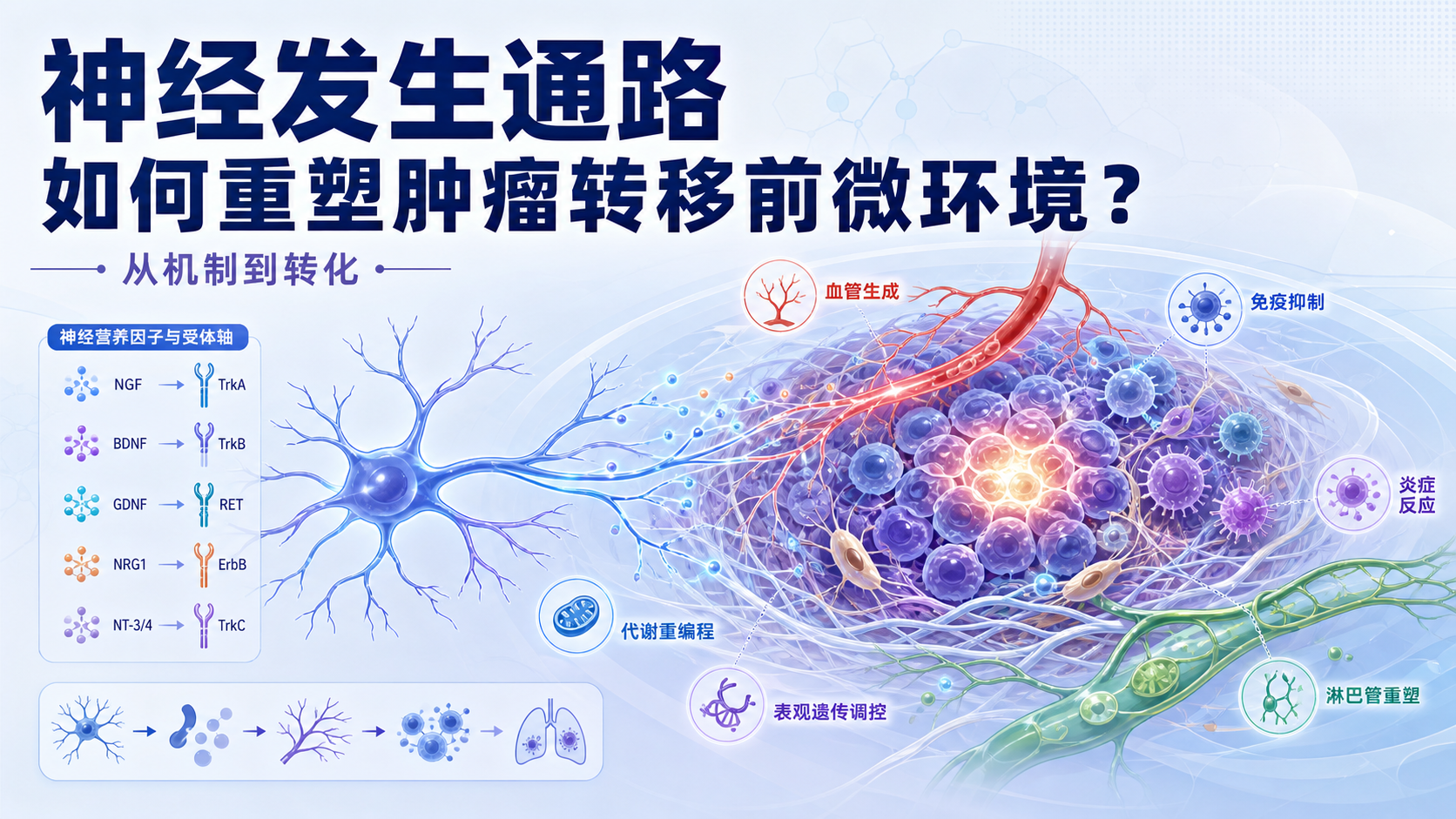 神经发生通路在肿瘤微环境中的新角色