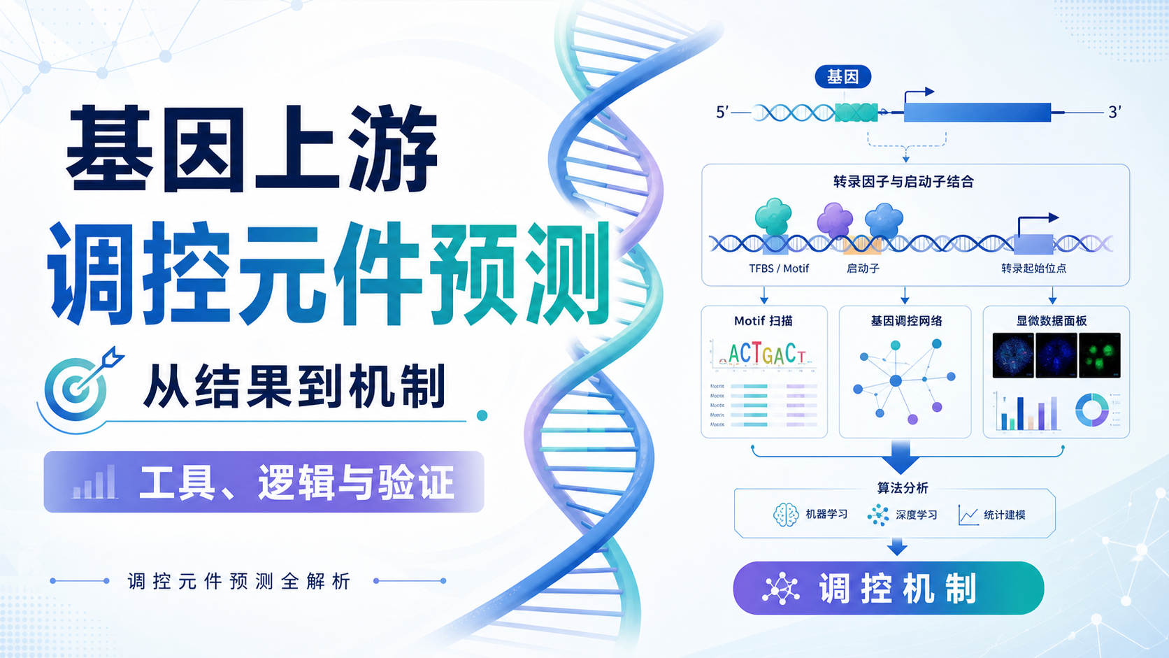 调控元件预测工具在基因调控中的前沿应用