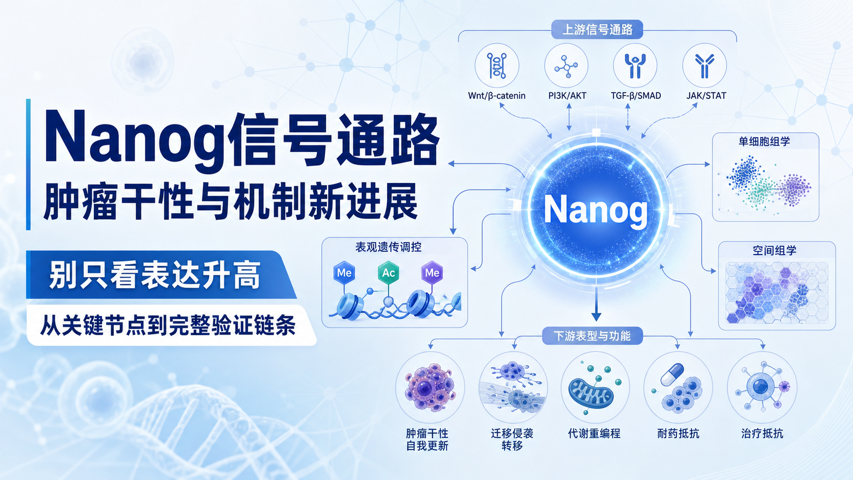 Nanog信号通路调控机制研究新进展值得关注