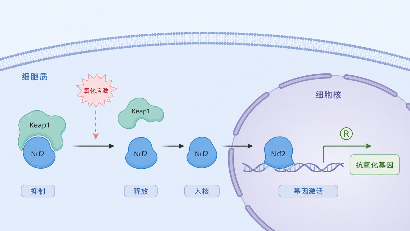 细胞内Keap1抑制Nrf2、氧化应激后Nrf2入核并启动抗氧化基因表达的机制示意图,简洁标出ROS、Keap1、Nrf2、ARE、HO-1、NQO1