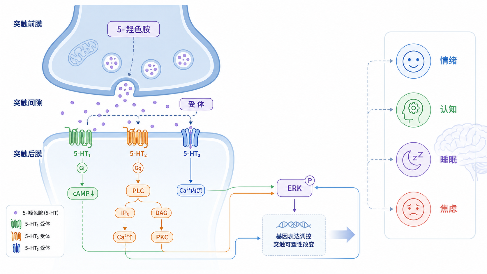 5-羟色胺在突触间隙释放后结合不同受体,连接到cAMP、PLC、ERK等下游通路,并映射到情绪、认知和神经可塑性相关脑区的示意图