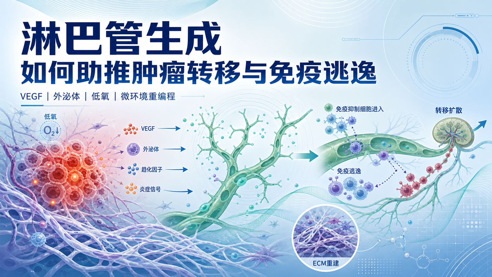 淋巴管生成通路与肿瘤免疫逃逸的研究进展